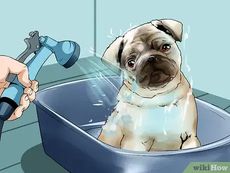 Image titled Groom Pugs Step 14