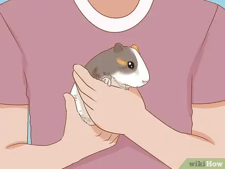 Image titled Get Your Guinea Pig to Eat a Treat Out of Your Hand Step 3