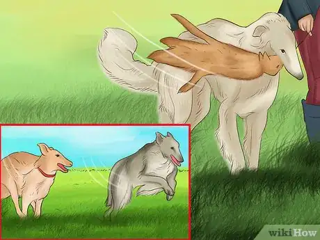Image titled Care for a Borzoi Step 10