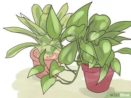Image titled Rejuvenate an Overgrown Houseplant Step 4