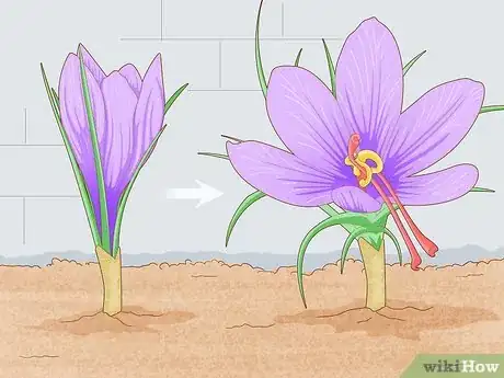 Image titled Grow Saffron Indoors Step 11