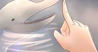 Become a Dolphin Trainer