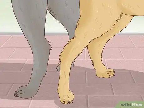 Image titled Know When to Breed Your Dog Step 10