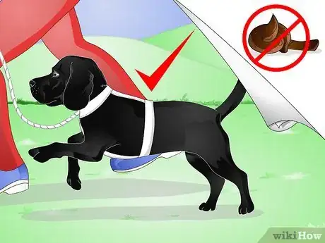 Image titled Diagnose Ascarids in Dogs Step 11