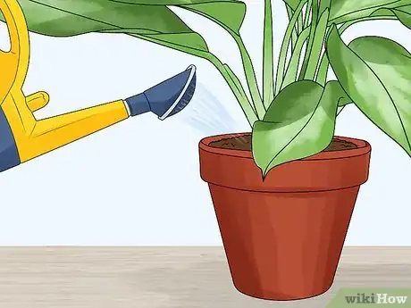 Image titled Grow Chinese Evergreens (Aglaonema) Step 10