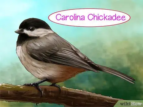 Image titled Recognize the Chickadee Step 10