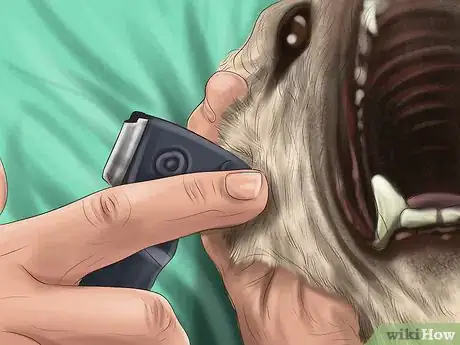 Image titled Care for a Greyhound Step 21