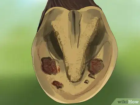 Image titled Know if Your Horse Needs Shoes Step 1