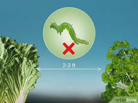 Image titled Grow Napa Cabbage Step 12