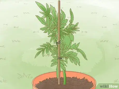 Image titled Make Marigolds Flower Step 8