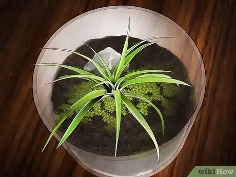 Image titled Decorate with Air Plants Step 5