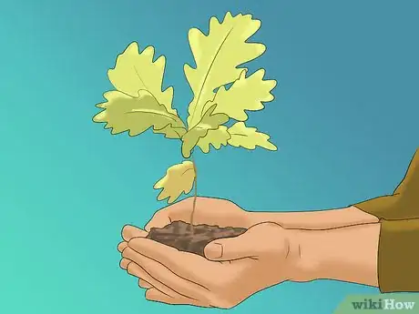 Image titled Buy an Oak Tree Step 2