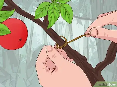 Image titled Grow Mistletoe Step 4