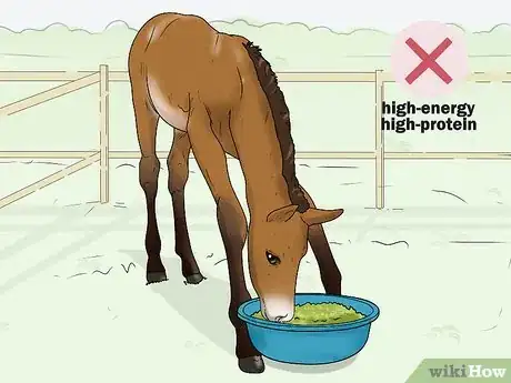 Image titled Prevent OCD in Horses Step 2