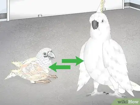 Image titled Choose a Cockatoo Step 4