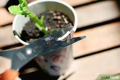 Image titled Grow Herb Gardens from Seed Step 4