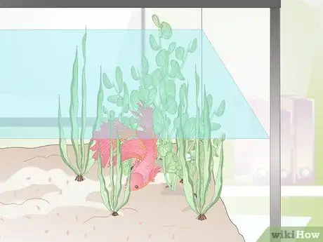 Image titled Name Your Betta Fish Step 6