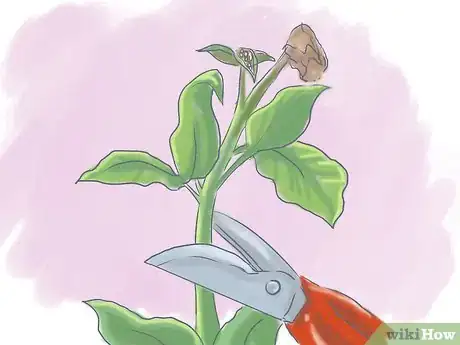 Image titled Plant Pansies in Containers and Pots Step 11