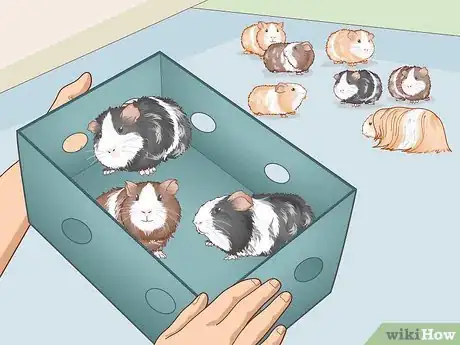 Image titled Run a Guinea Pig Rescue Step 3