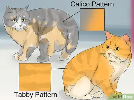 Image titled Identify a Cymric Cat Step 7