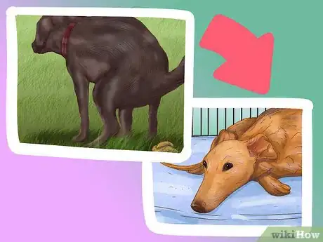 Image titled Help a Dog with Sleep Incontinence Step 10