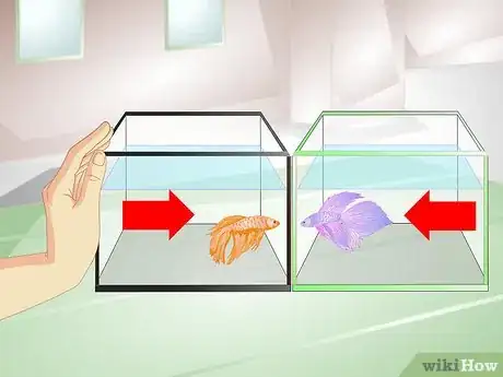 Image titled Provide a Protective Breeding Environment for Betta Fish Step 8
