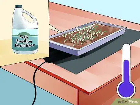 Image titled Grow Onions from Seed Step 6