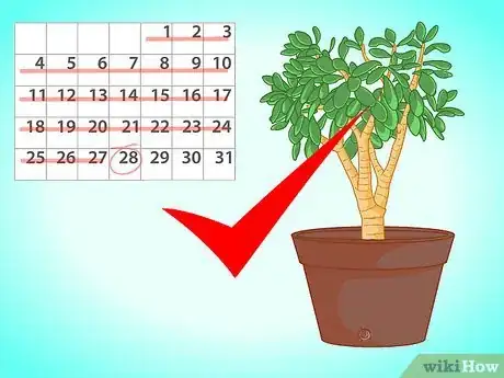 Image titled Transplant a Jade Plant Step 12
