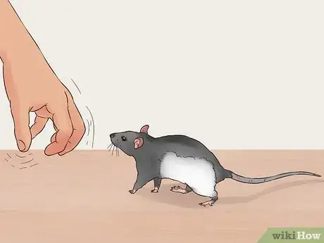 Image titled Exercise a Pet Rat Step 4