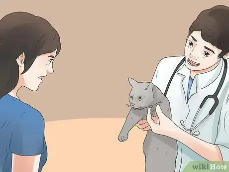 Image titled Diagnose a Cat Cough Step 4