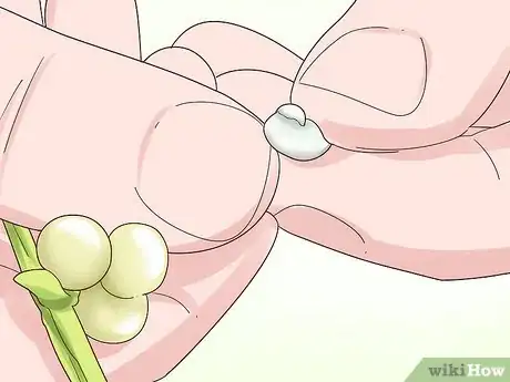 Image titled Grow Mistletoe Step 3