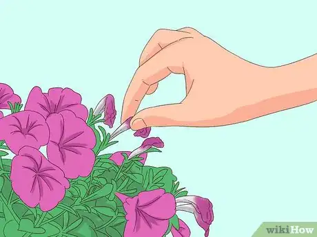 Image titled Prune Petunias Step 3