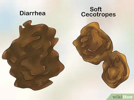 Image titled Treat Diarrhea in Rabbits Step 1