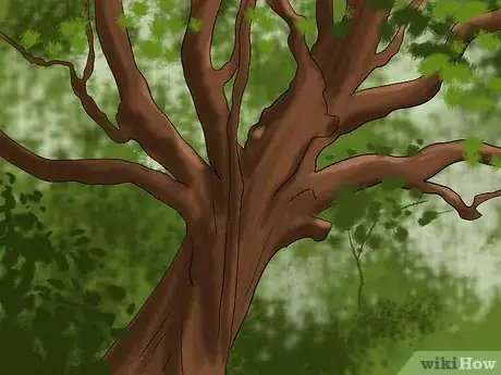 Image titled Buy an Oak Tree Step 5