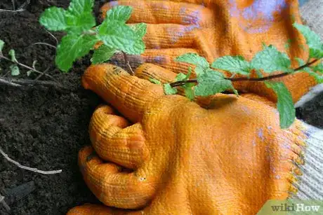 Image titled Divide Herb Plants Step 6