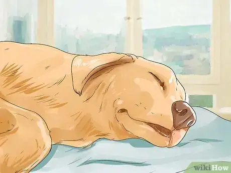 Image titled Brush a Long Haired Dog Step 5