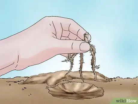 Image titled Grow a Peony in a Pot Step 5