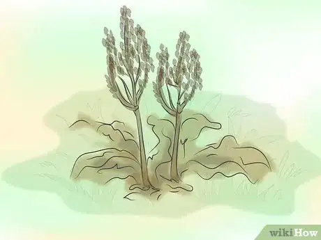 Image titled Collect Rhubarb Seeds Step 1
