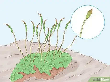 Image titled Identify Bryophytes Step 9