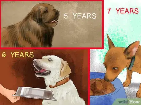 Image titled Feed Your Senior Dog a Healthy Diet Step 1