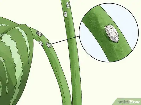 Image titled Grow Chinese Evergreens (Aglaonema) Step 15