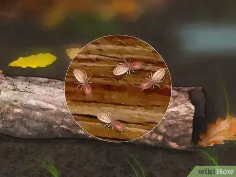 Image titled Eat an Insect or Arachnid Step 2