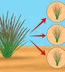 Grow Japanese Blood Grass