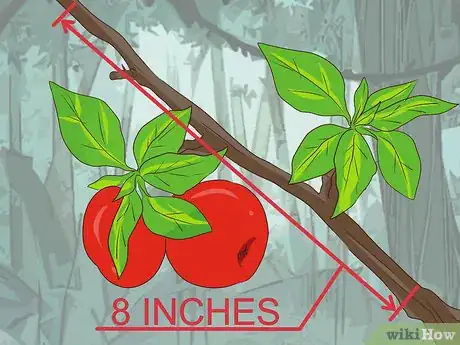 Image titled Grow Mistletoe Step 2