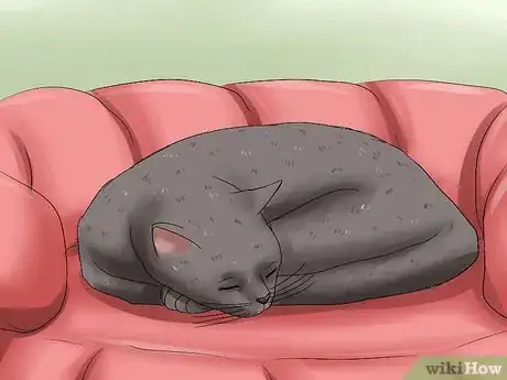 Image titled Help a Cat when No Vets Are Available Step 6