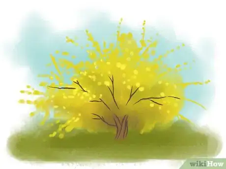 Image titled Root Forsythia Step 1