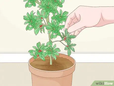 Image titled Grow Miracle Berries Step 16