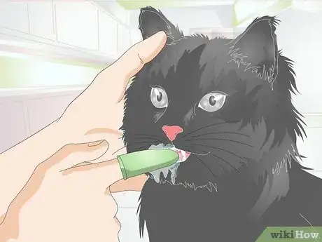 Image titled Stop Teeth Grinding in Cats Step 6
