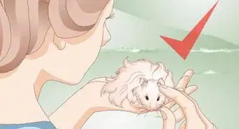 Clean a Long Haired Hamster