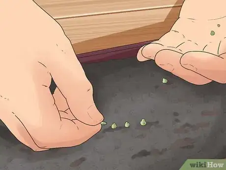 Image titled Grow Chickpeas Step 1